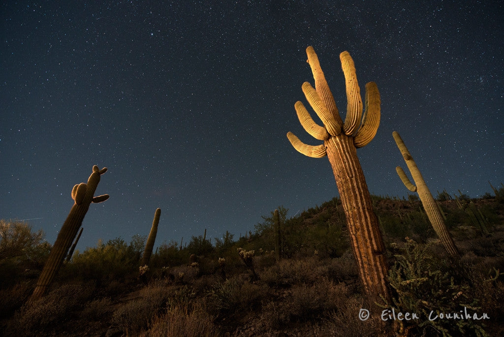 Saguaro 2, Phoenix