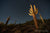 Saguaro 2, Phoenix