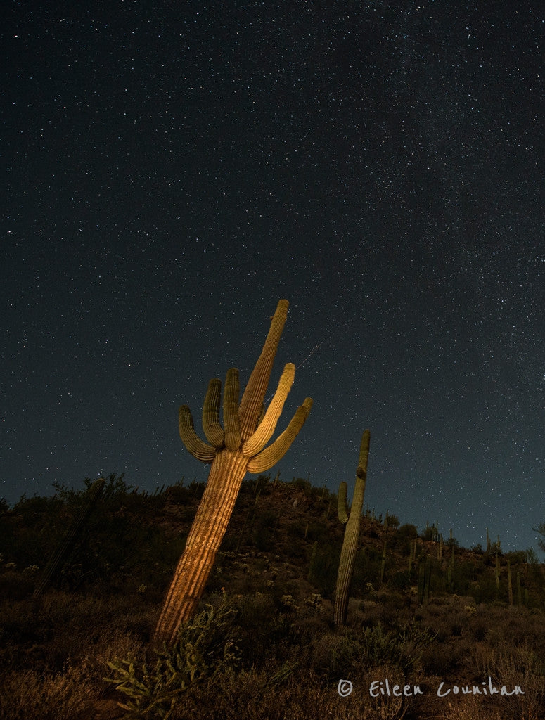 Saguaro, Phoenix