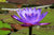 Purple Lotus, California