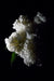 White Peony 2