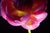 Pink Peony 2