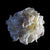 White Peony 3