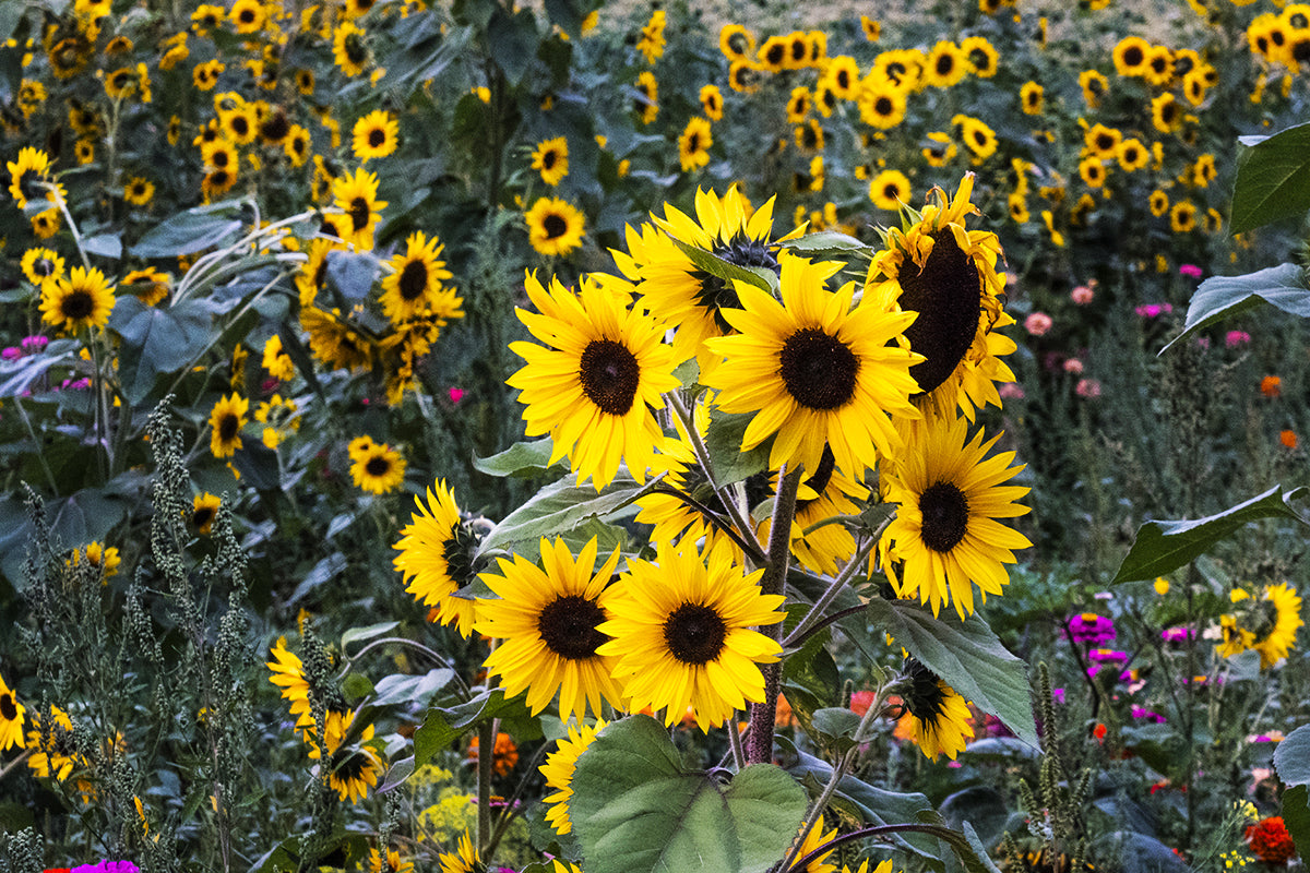 Humboldt Daisies, California
