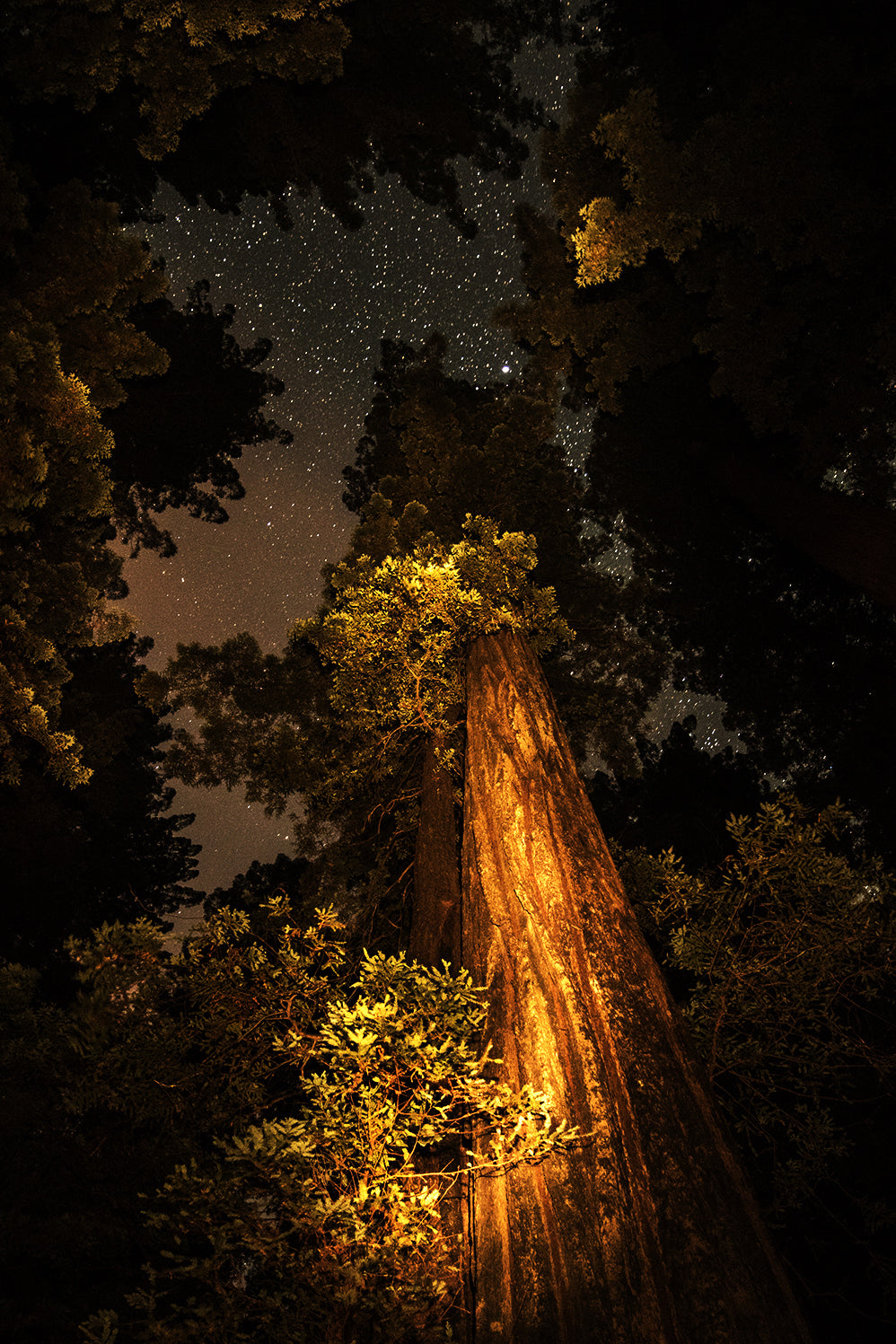 Humboldt Redwoods 4, California