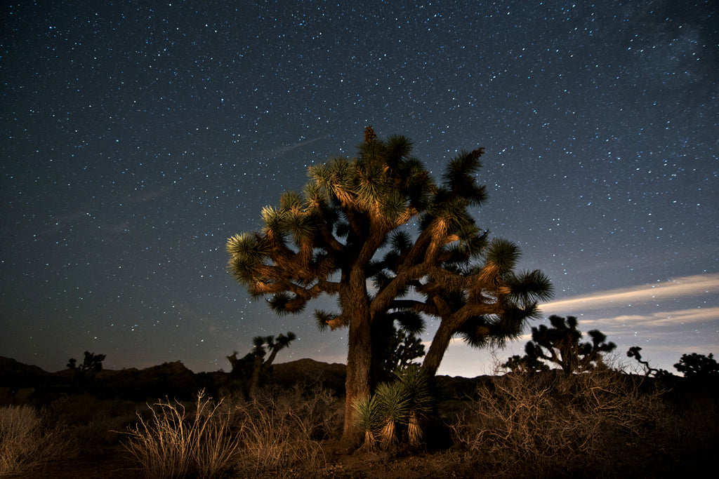Joshua Tree, California