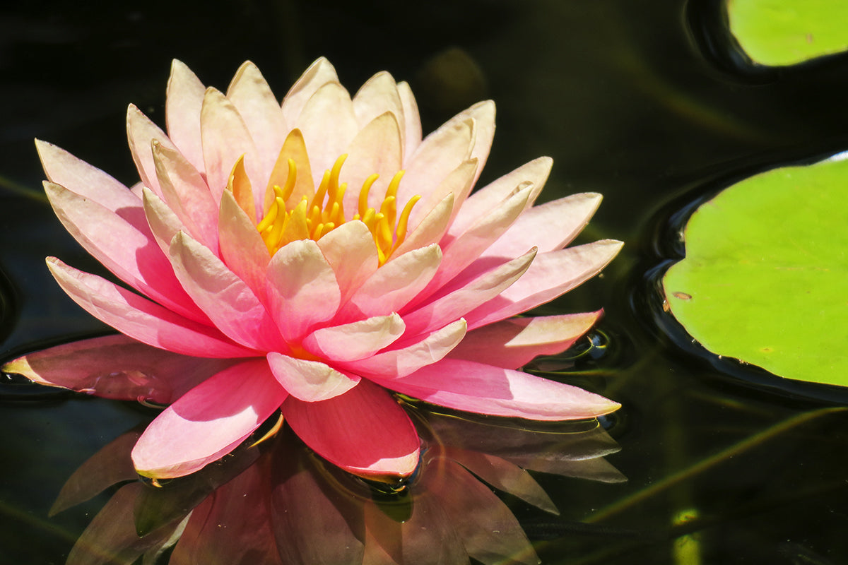 Pink Lotus, California