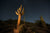 Saguaro 3, Phoenix